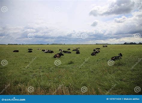 Las Vacas Blancos Y Negros Mienten En La Hierba Verde En Oto O Foto De