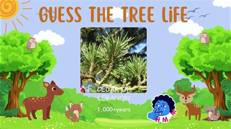 High lifespan trees along with their respective lifespan #quiz # ...