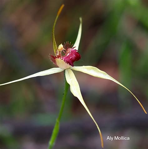 Caladenia Viridescens Western Australian Native Orchid Study And