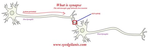 How Does A Nerve Impulse Travel Through The Nervous System Travel Poin