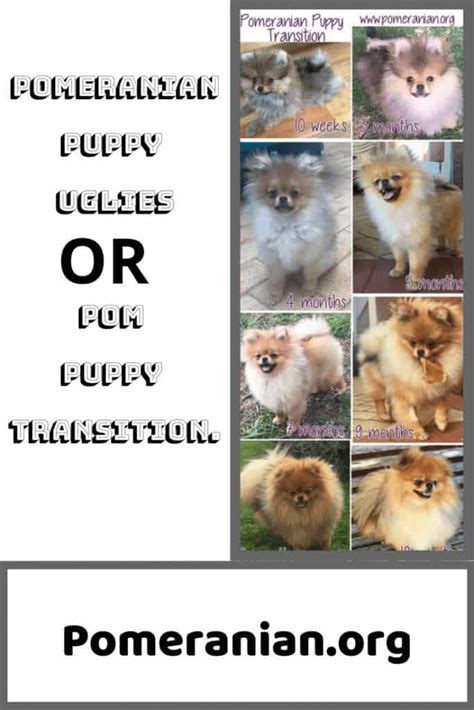 Pomeranian Puppy Uglies Explained