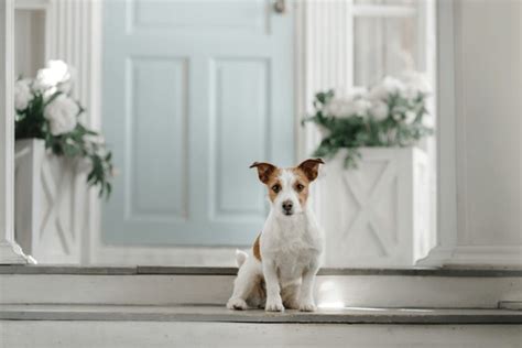Dog Front Door Royalty Free Images Stock Photos And Pictures Shutterstock
