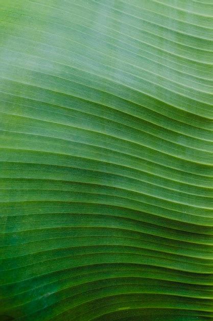 Fond De Texture De Feuille De Bananier Vert Frais Photo Premium