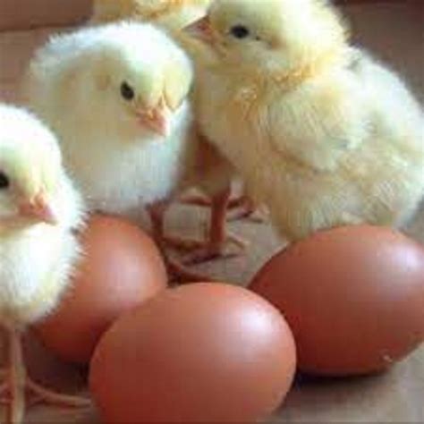 Agriculture And Foods Agriculture Product Stocks Broiler Hatching