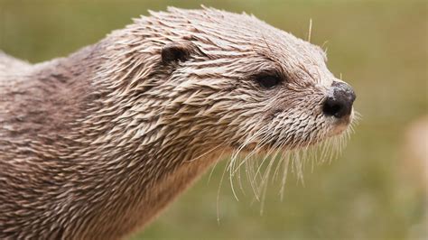 Rare River Otter Attack Injures Three Women With One Airlifted To