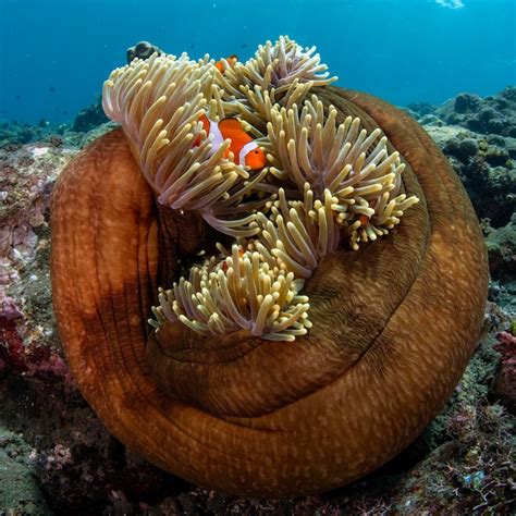 Premium Photo | Clownfish in a sea anemone