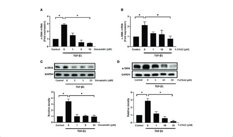 Effect Of Simvastatin And Rock Inhibitor Y 27632 On Transforming Download Scientific Diagram