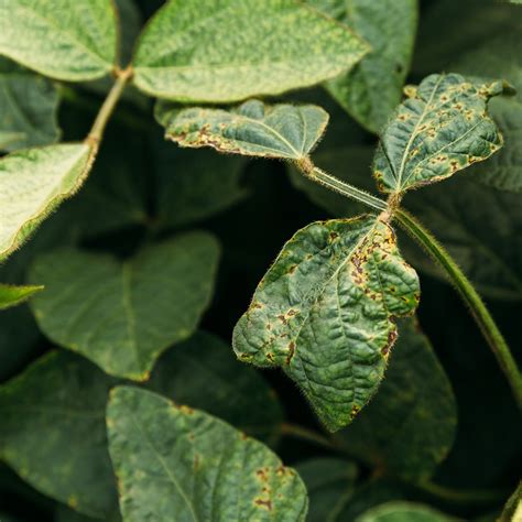 Treat Tree Mites Elite Tree Care