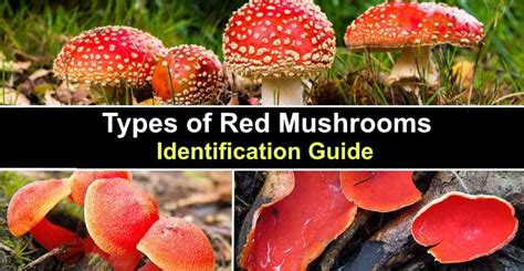 Types of Red Mushrooms (With Pictures) - Identification Guide