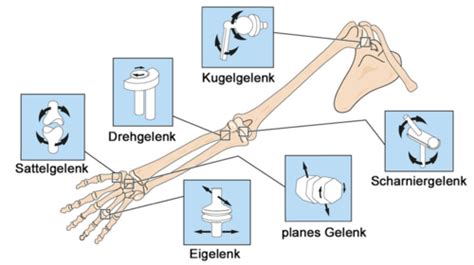 Anatomie Flashcards Quizlet