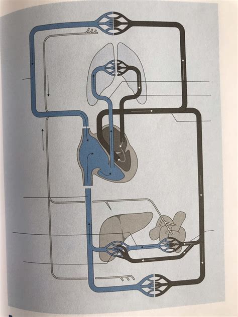 Das Herz Kreislauf System Diagram Quizlet