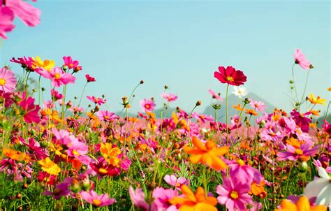 Wallpaper field, summer, flowers, colorful, meadow, summer, field, pink ...