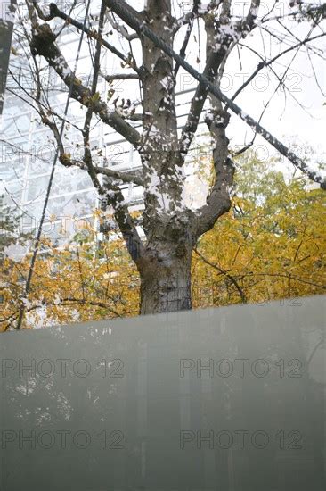 France Paris E L Arbre Et La Ville Boulevard Raspail Fondaction