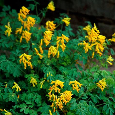 Yellow Corydalis Perennials Flowering Shade Plants Shade Tolerant