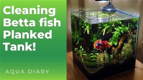 Clean A Betta Fish Tank - How To Clean Planted Betta Fish Tank ...