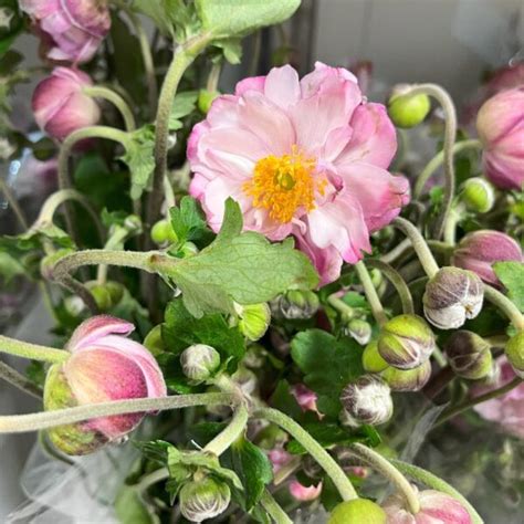 Japanese Anemones Florabundance Wholesale Flowers