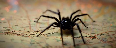 Spider Infestation Alert Arkansas Residents Be Prepared