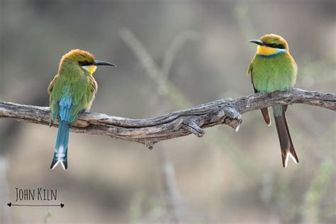 2 Little Bee Eaters Birds South Africa Birds Africa Bee Eater