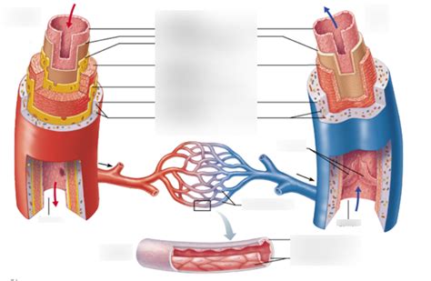 Blood Vessels Diagram Quizlet