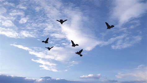 Sky Bird Flight wallpaper | 1280x720 | #14207