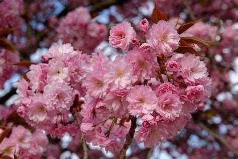 Cerezo del Japón Prunus serrulata Kanzan