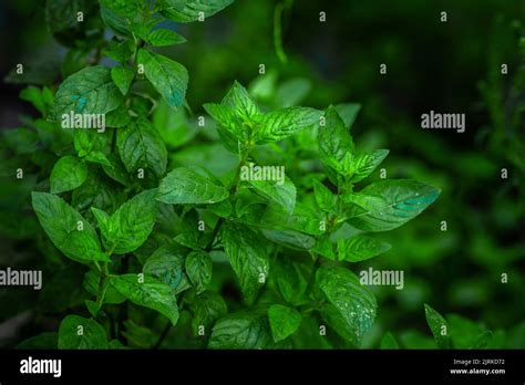 Mint Leaves Background Green Mint Leaves Pattern Layout Design
