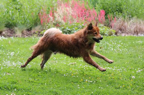 Anjing Pendek Hewan - Foto gratis di Pixabay - Pixabay