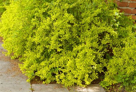 How to Grow and Care for Golden Barberry