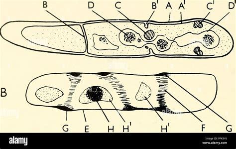 The Cytology And Life History Of Bacteria Bacteria The Cytology And