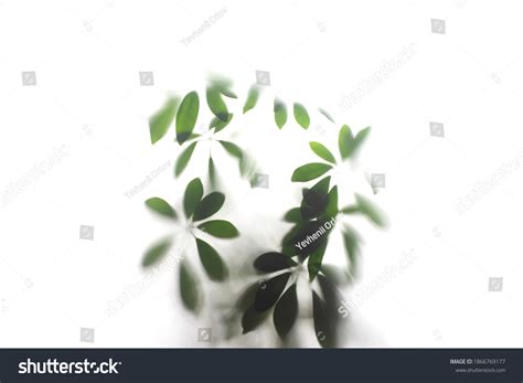 8 626 Frosted Glass Plants Images Stock Photos Vectors Shutterstock