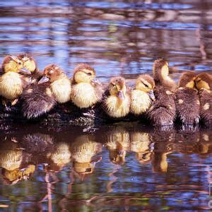 Baby duck swimming Photograph by Stephanie Hayes - Fine Art America