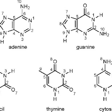 Pdf Surface Enhanced Hyper Raman Spectra Of Adenine Guanine