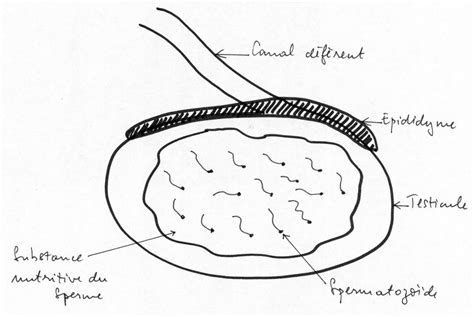 Sciences De La Vie Et De La Terre Site Svt Acad Mie De Versailles