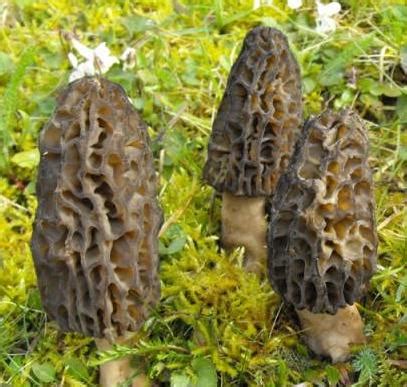 Morille - Champignon Morilles : ChampiWeb