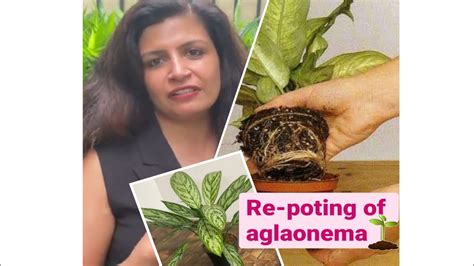 Repotting Aglaonema Plant Repotting Aglaonema Repotting Aglaonema