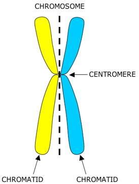 Centromeres - Online Biology Dictionary 