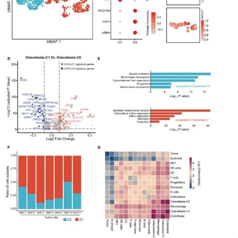 Identification Of Cafs Subtypes In Prostate Cancer Microenvironment Download Scientific