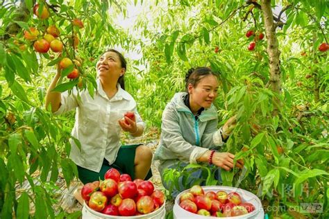 安徽亳州：鲜红桃子满枝头 人民图片网