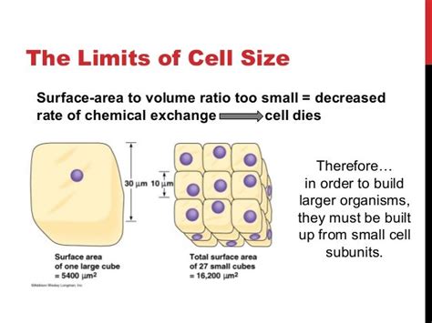 Cell Theory 1