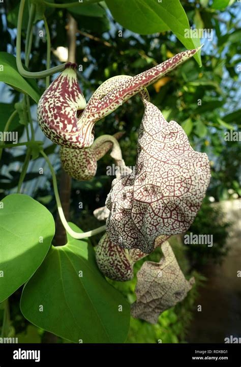 Aristolochia Labiata High Resolution Stock Photography And Images Alamy