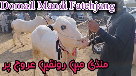 Domail Mandi Fatehjang December Ll Dhani Bulls Ll Latets Update Ll