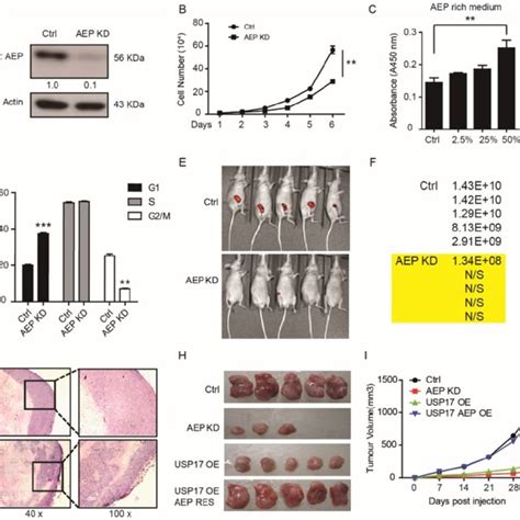 Aep Promotes Breast Cancer Tumorigenesis A Immunoblot Analysis Of Aep