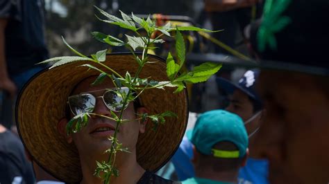 Senado Reaccionó A La Despenalización Del Uso Recreativo De La Marihuana “es Positiva La