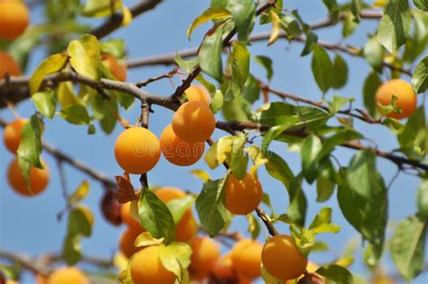 Relativa Ao Ramo Frutos Maduros Da Ameixa Prunus Cerasifera Imagem De