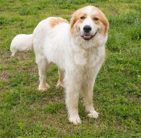 Sybil the Saint Bernard/Great Pyrenees mix :)