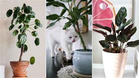 Qué plantas son seguras para los gatos