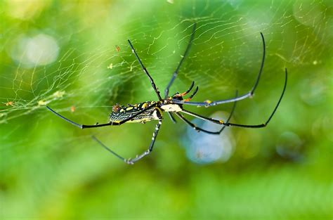 What Is the Largest Spider in the World? - WorldAtlas