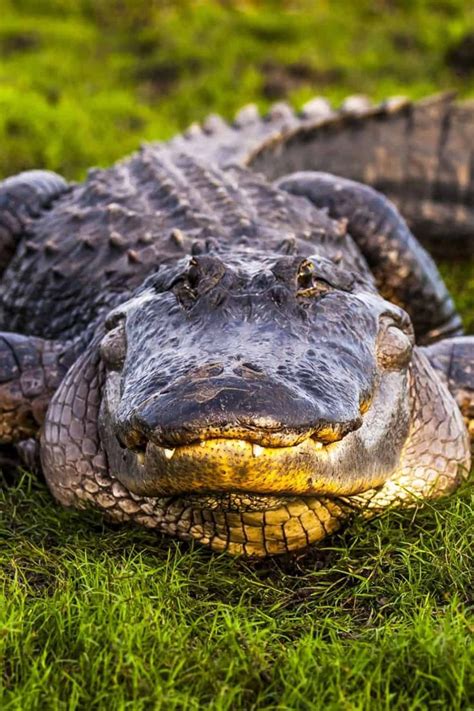 Gator Walks Across Florida Golf Course Large Animals Saltwater