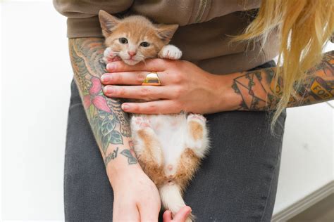 How To Determine The Sex Of A Kitten Kitten Lady