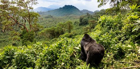 Parco Nazionale Dei Vulcani Ruanda Sport All Aperto Il MEGLIO Del